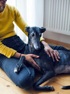 a woman pets her elderly black greyhound