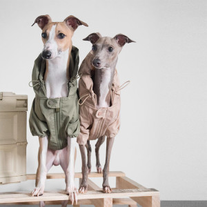 Two small dogs standing on a table wearing hoodies