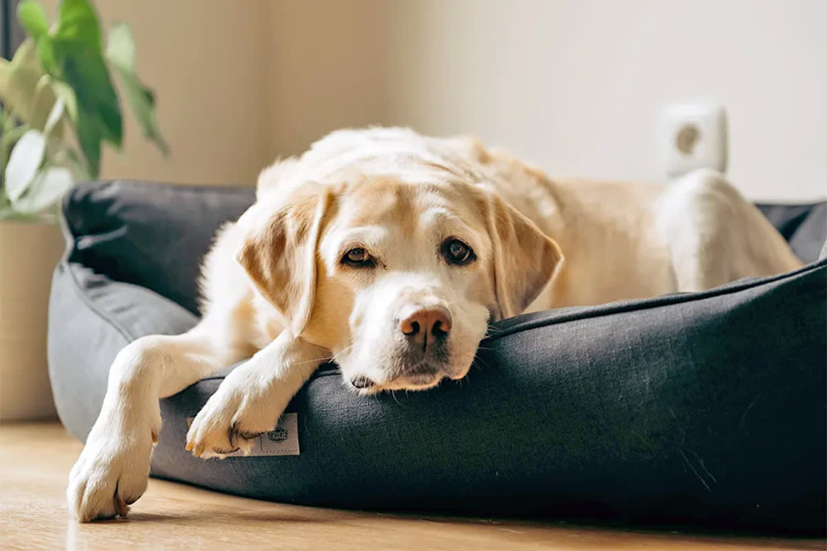dog lying in gray dog bed