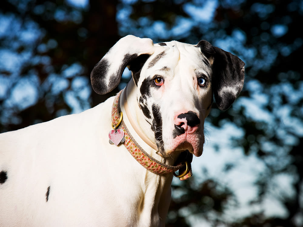 White and black spotted Great Dane with two different colored eyes looks into the camera