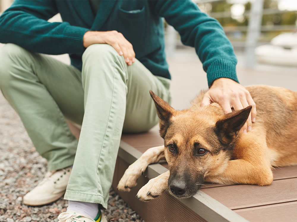 Constipated German Shepherd being comforted by its owner