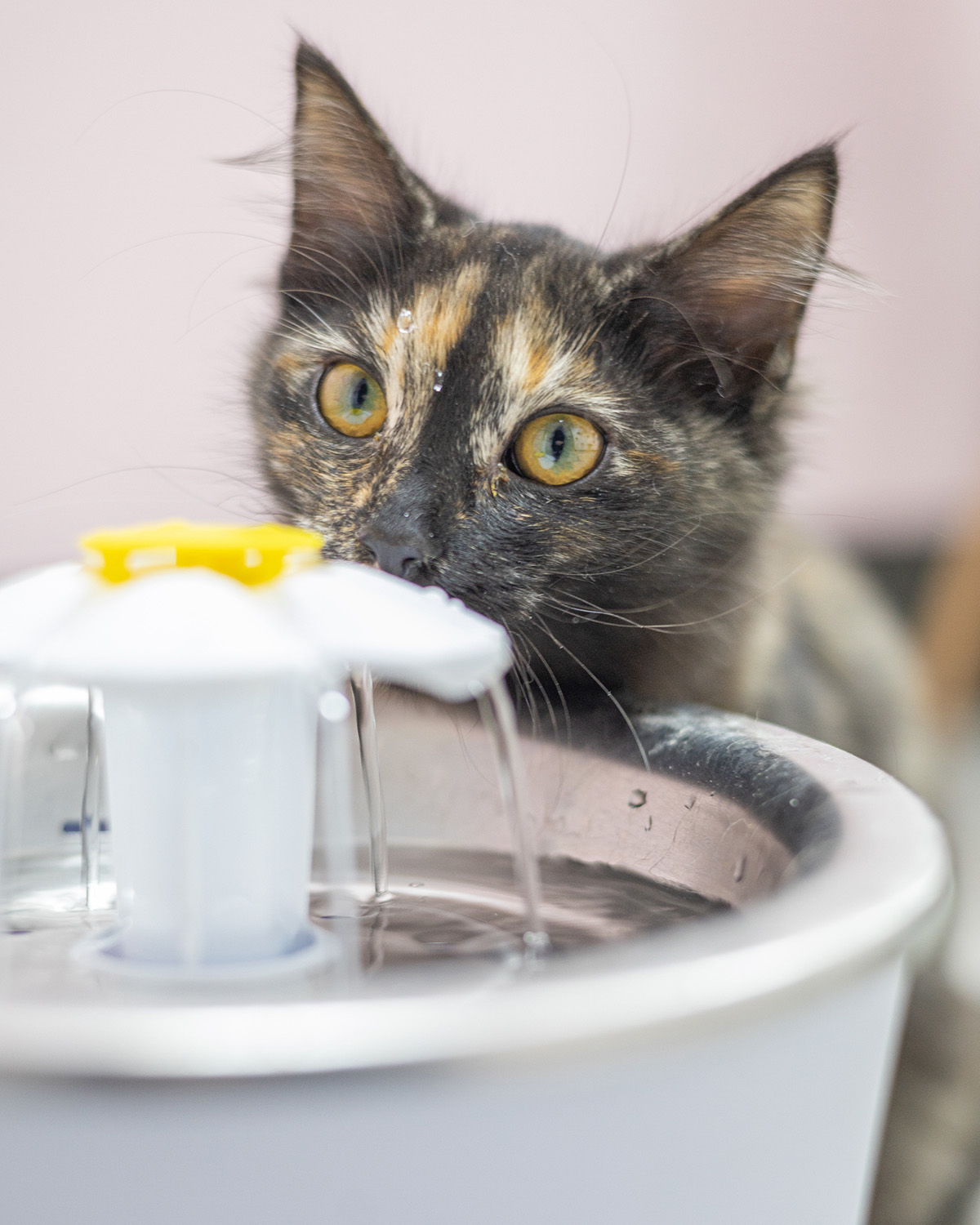 cat drinking water from an electric fountain
