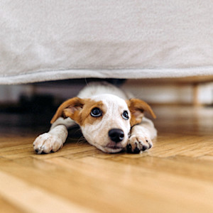 Puppy hiding under the bed at home.