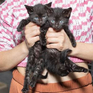 Two small black kittens at the Brooklyn Cat Cafe in Brooklyn, NY.