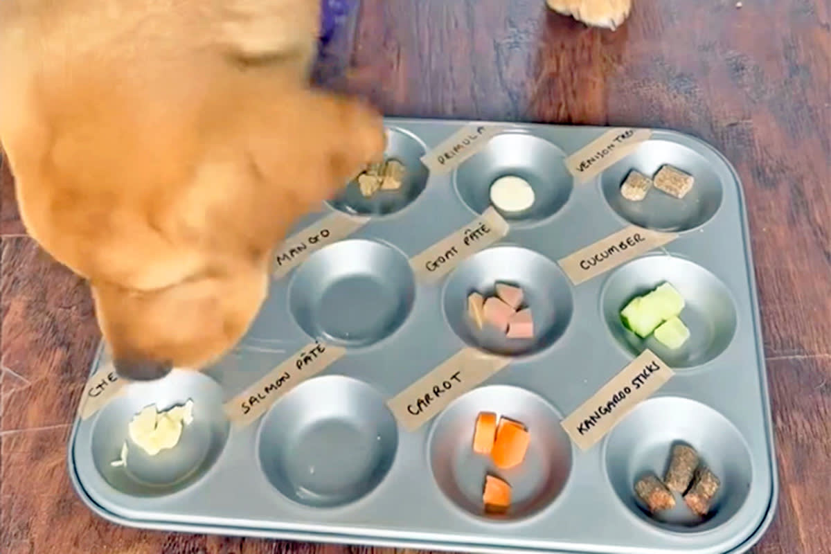 dog choosing food from a tin