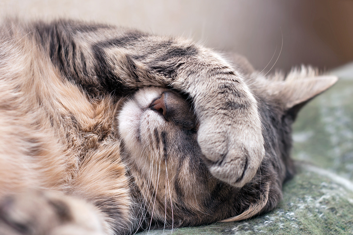 A cat lies on their back, paw covering their eyes.
