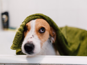 Dog standing in the bathtub covered with a green towel after a bath.
