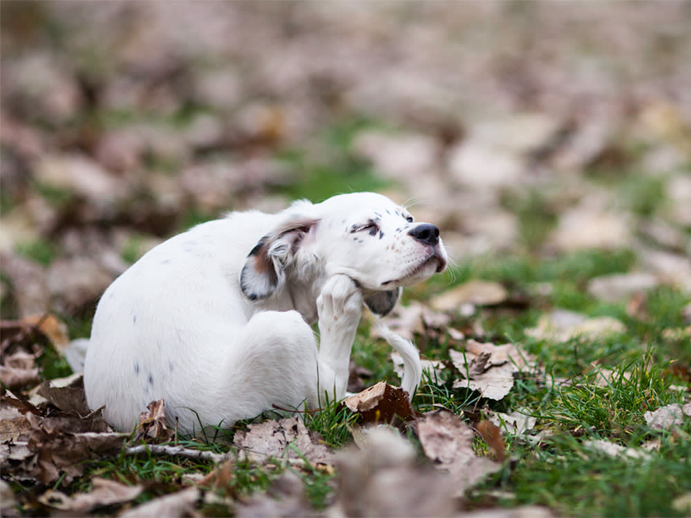 A dog scratching itself among the leaves outside.