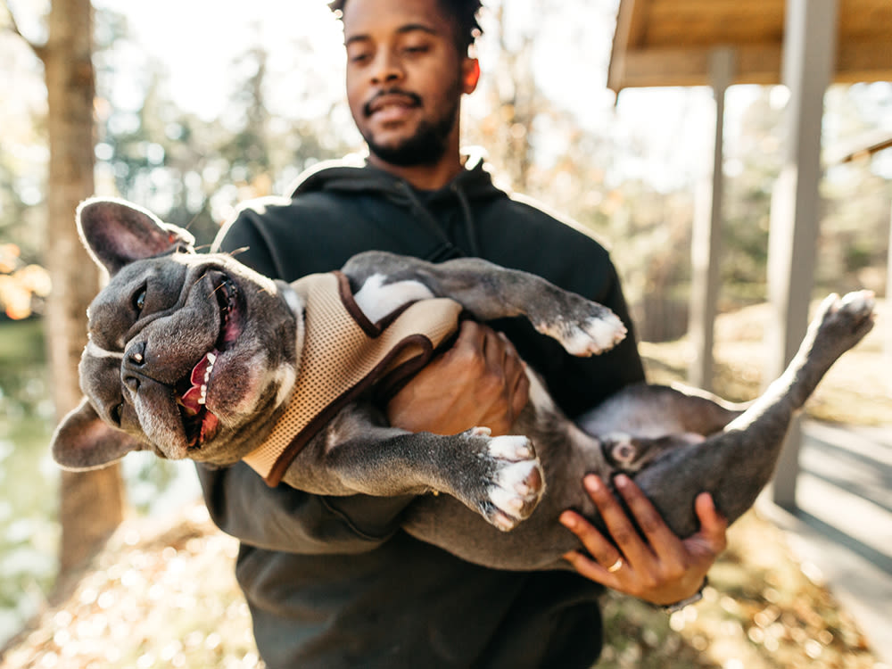 An African American Man Holding His French Bulldog.