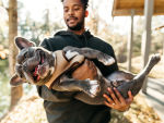 An African American Man Holding His French Bulldog.