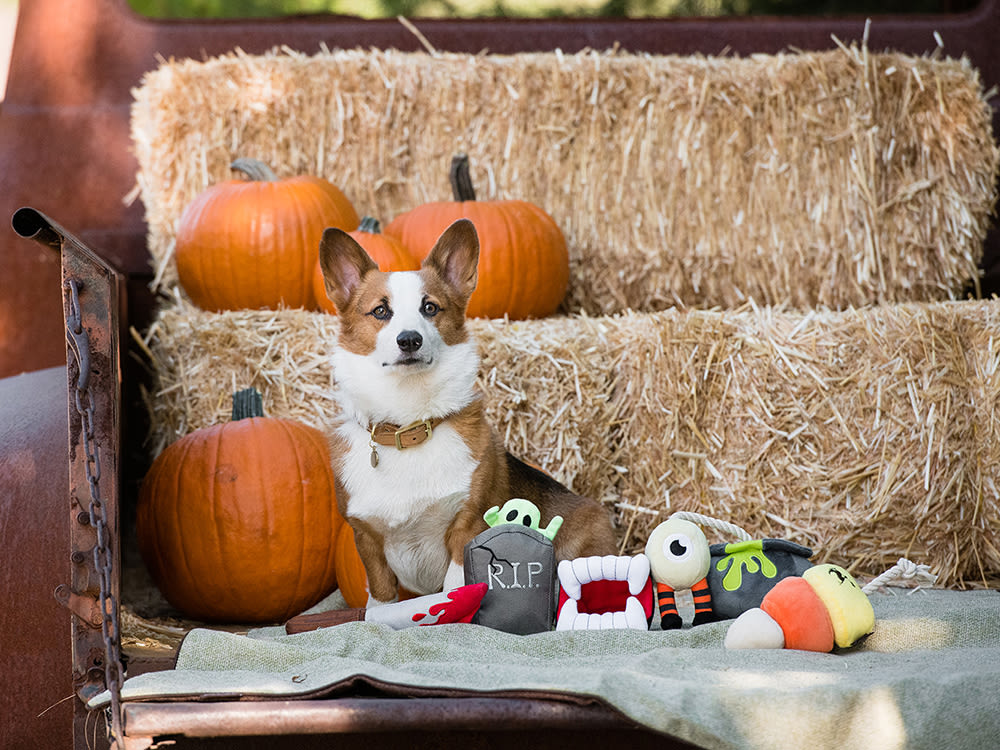 Corgi dog sitting in the back of a rusty red truck in front of hay bales with pumpkins and Halloween toys around