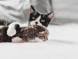 A larger cat holding a baby kitten. 