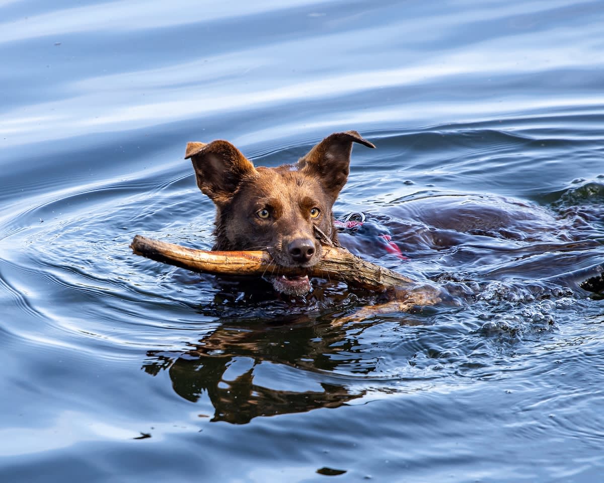 a picture of a brown dog swimming in water with a stick in their mouth