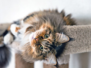 Maine Coon cat laying in a cat tree at home.