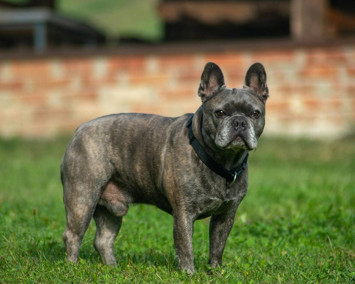 French Bulldog standing on a green lawn