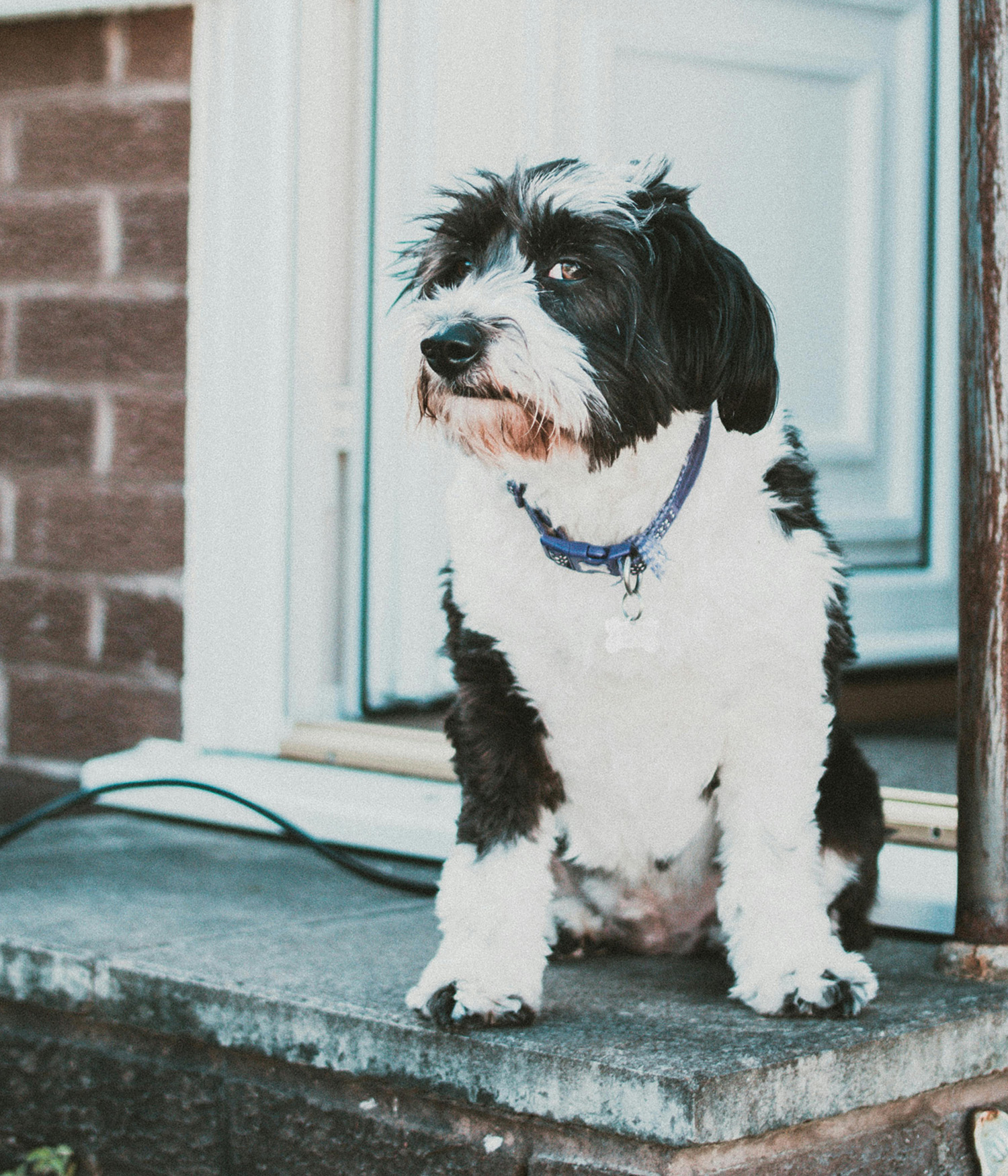 Photo of Dog Sitting On Doorstep