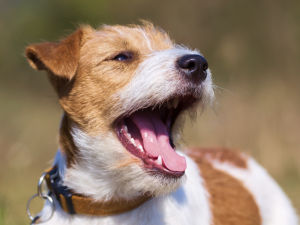 Photo of small terrier dog outside int he sun with mouth open, teeth and tongue visible