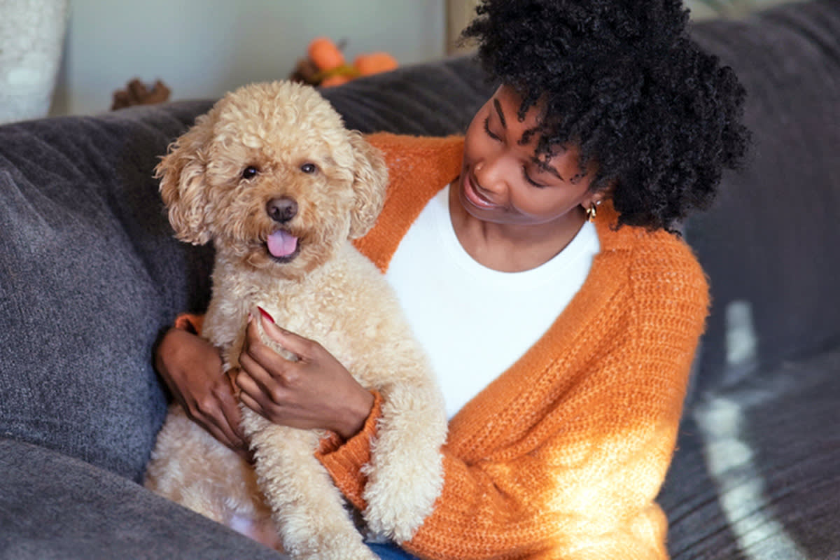 Person hugging a Doodle dog