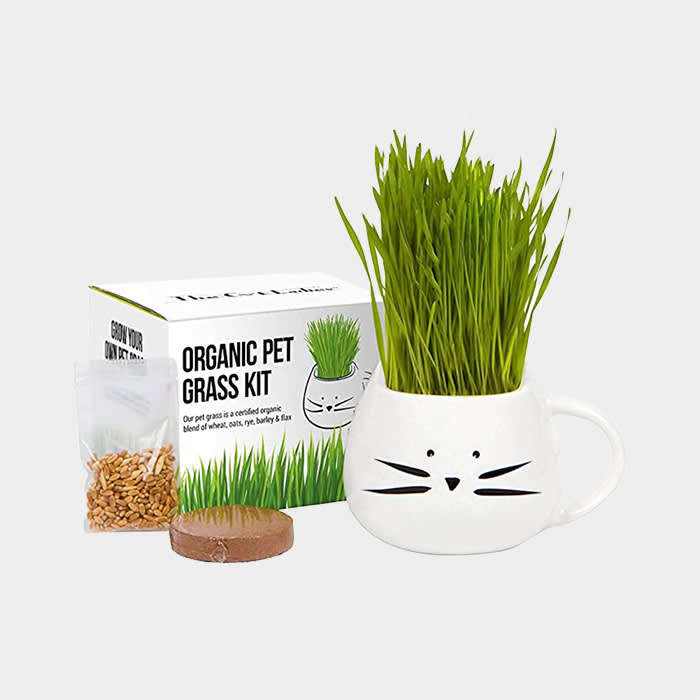 Organic Pet Grass Kit