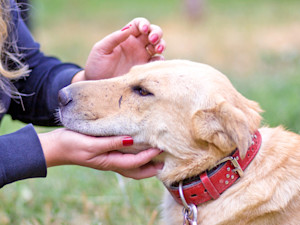 Woman looking at her dog's skin outside.