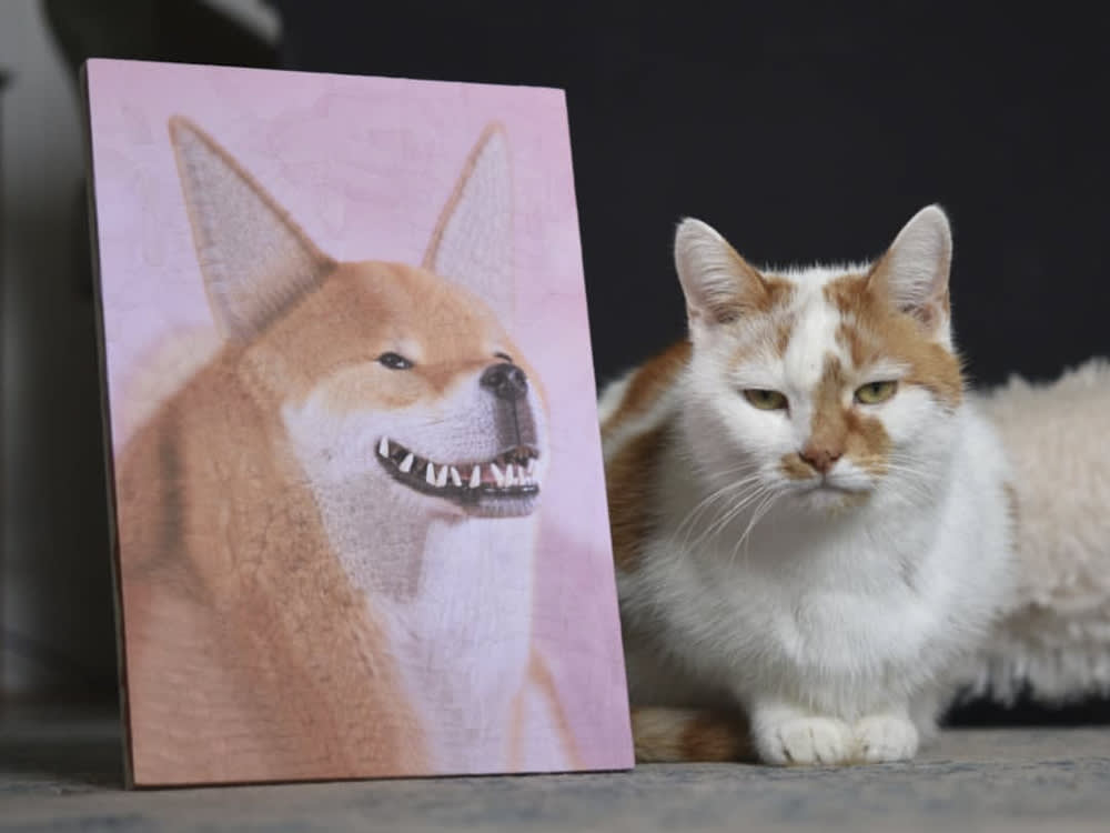 cat with collage of dog and teeth