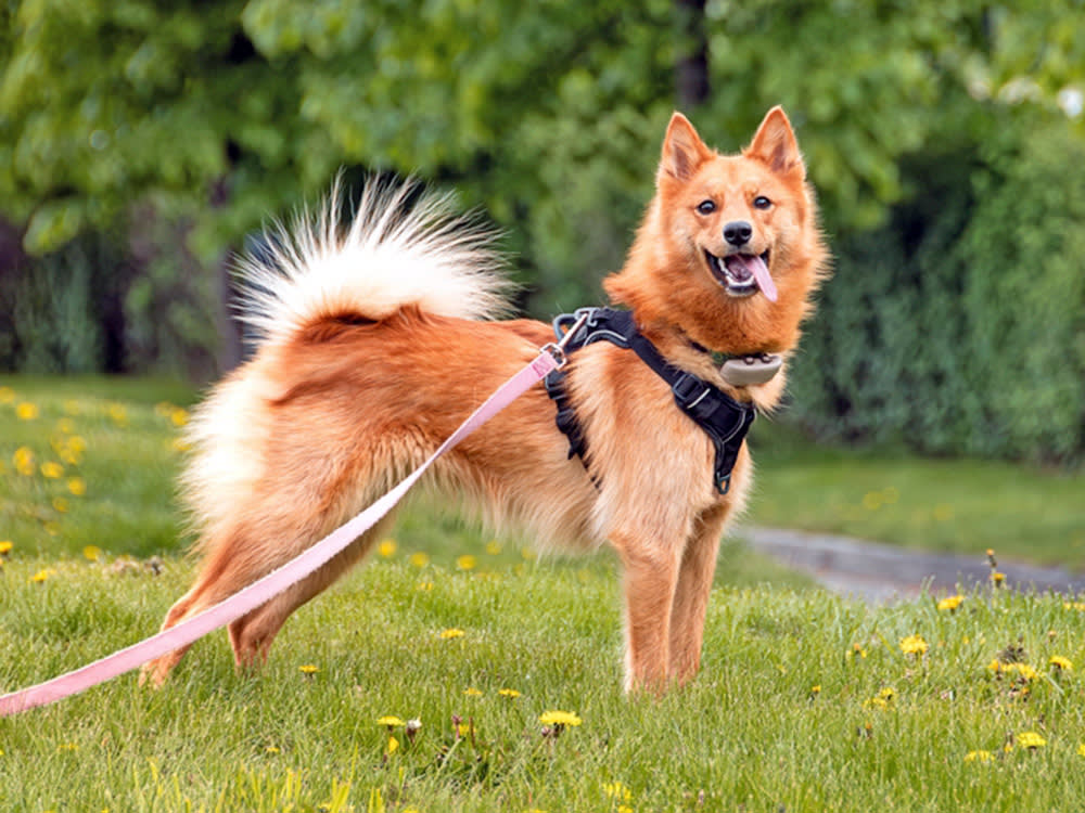 An orange dog stands in a green field with trees and sticks their tongue out.