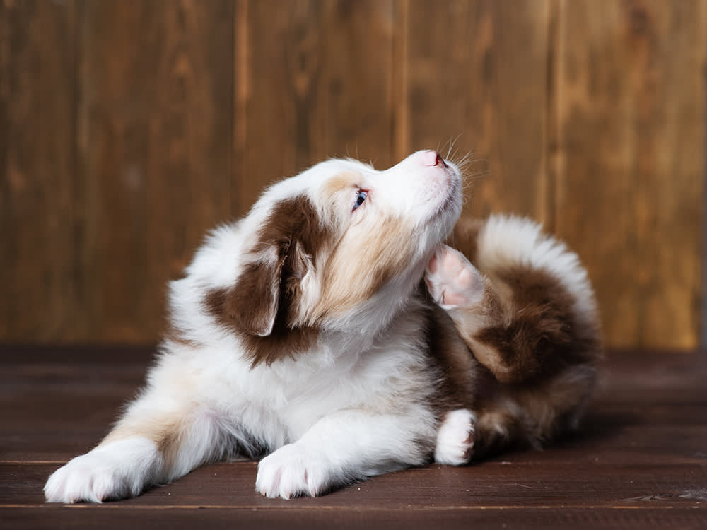 Fluffy brown and white puppy dog scratching a lot with its paw