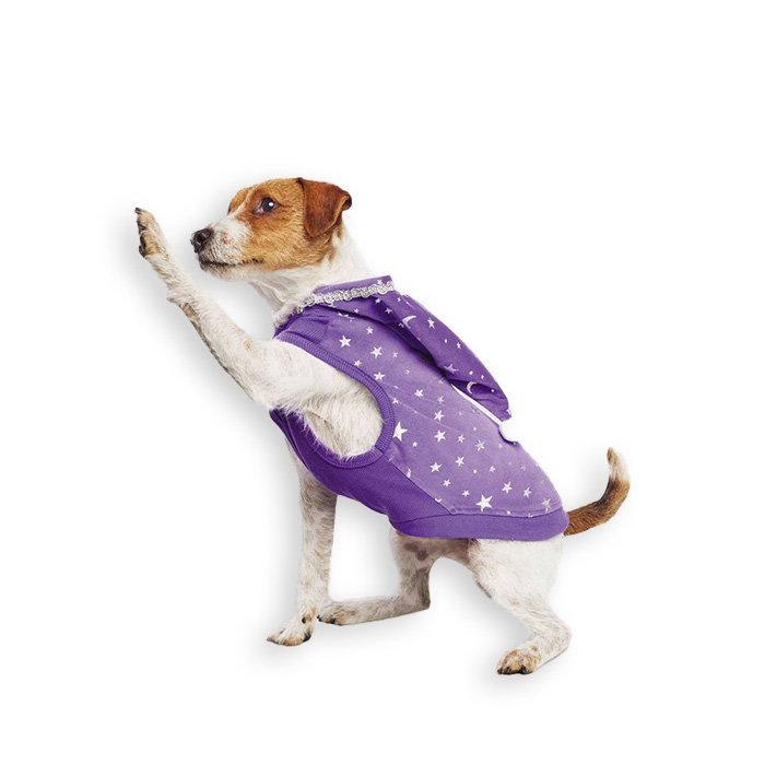 dog in a wizard costume