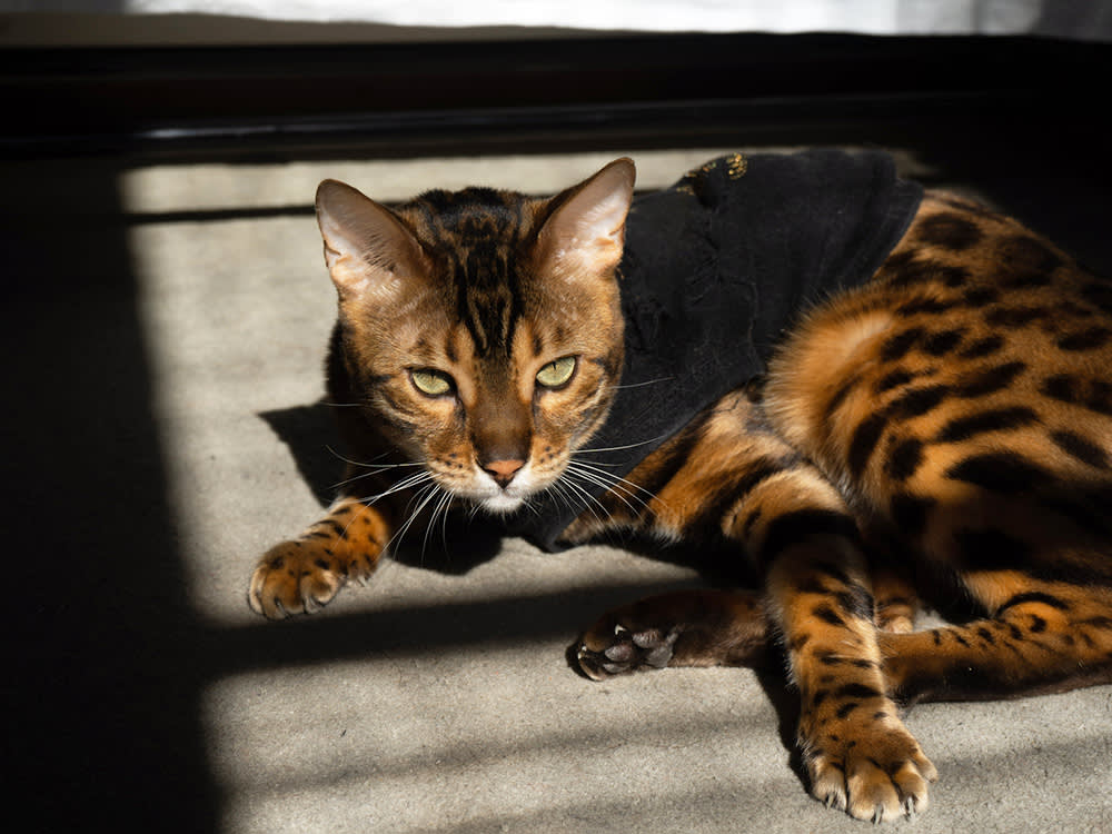 Shiny Bengal cat laying on the floor in the sun.