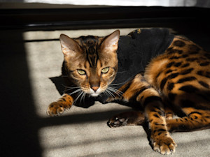 Shiny Bengal cat laying on the floor in the sun.