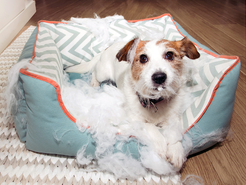 Dog destroying his bed at home.