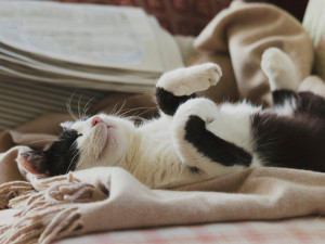 Black and White cat with its eyes closed laying on its back on a scarf