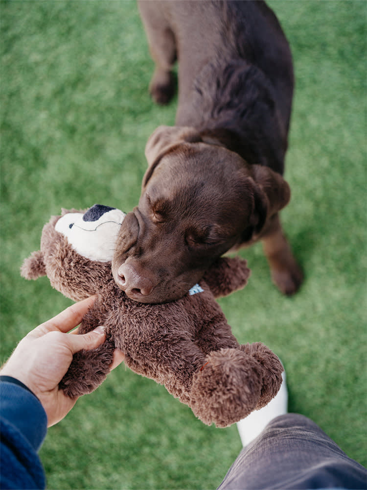 Dog playing with toy