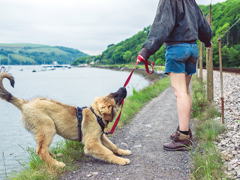 a picture of a big fluffy puppy biting their lead by the side of a lake. Their owner in jean shorts