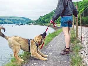 a picture of a big fluffy puppy biting their lead by the side of a lake. Their owner in jean shorts