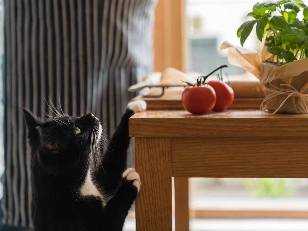 Domestic Black Cat Begging for Tomatoes.