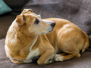 a nervous dog sits on a sofa