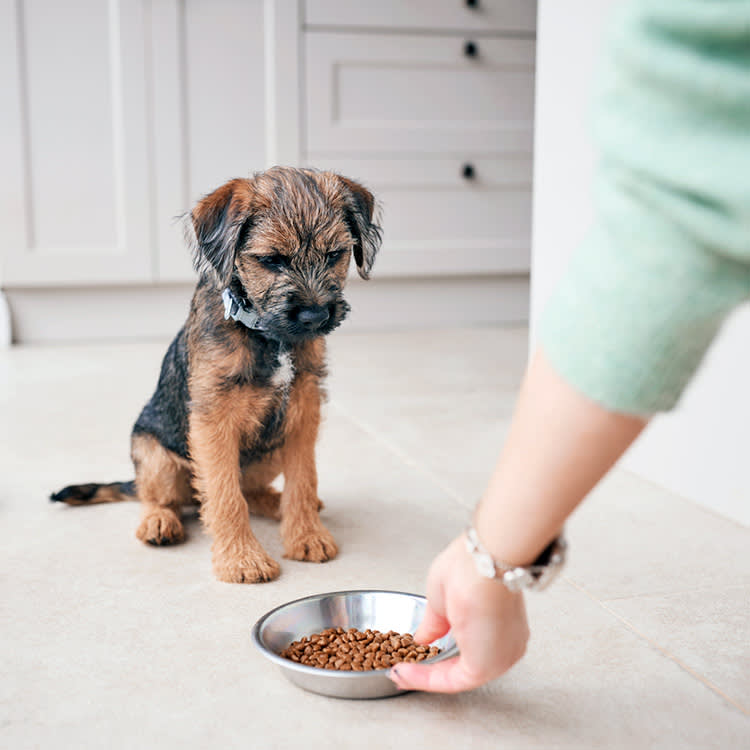 Close Up Of Female Owner Feeding Border Terrier Puppy With Dry Dog Food At Home.