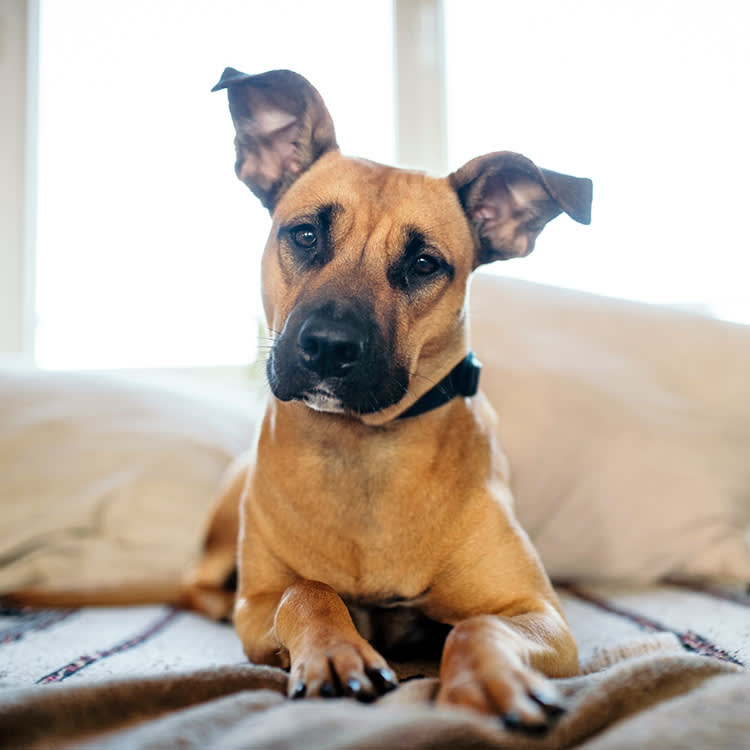 Dog listening at home.