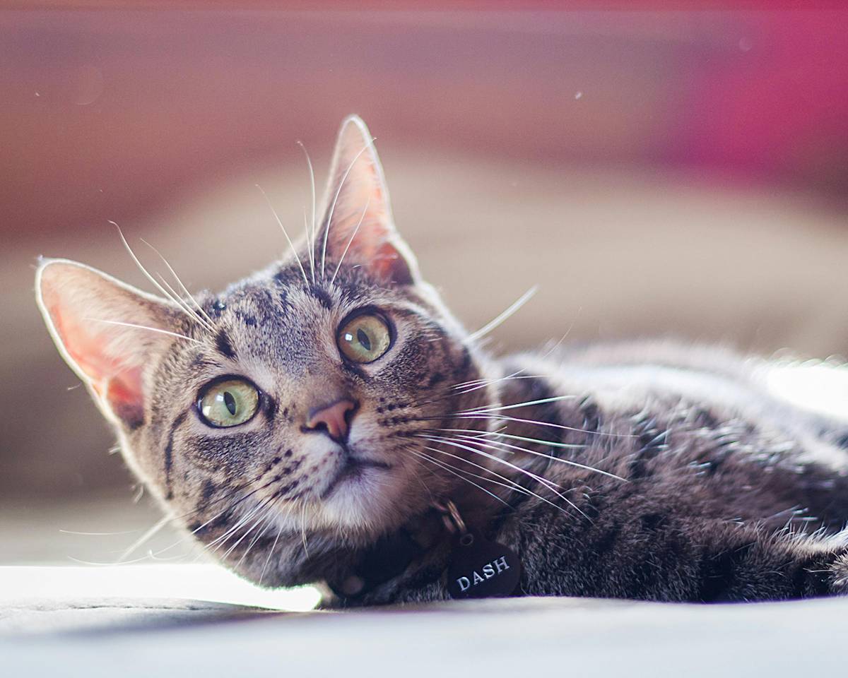 Photo of Tabby Cat Lying Down