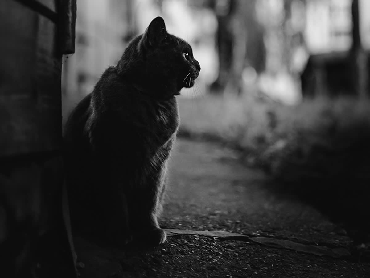 black cat
