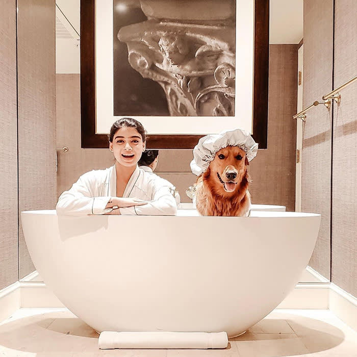 a brown dog in a bath at the Rosewood Mansion