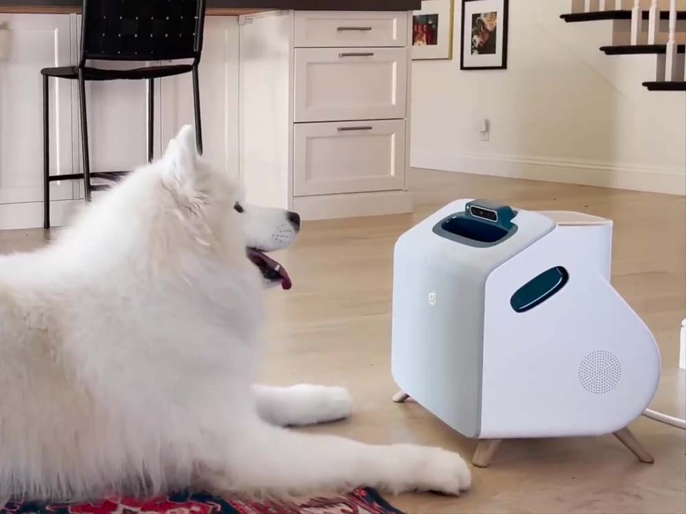 dog looking at companion device