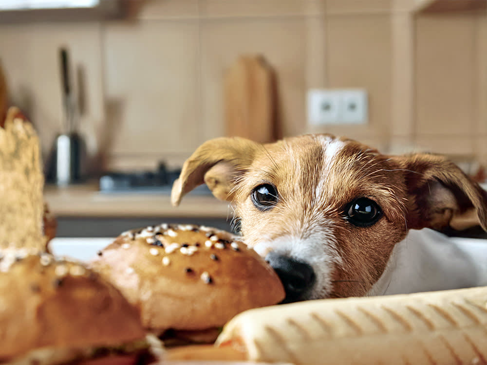 Dog sniffing sesame seeds on a bun at home.