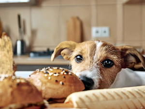 Dog sniffing sesame seeds on a bun at home.