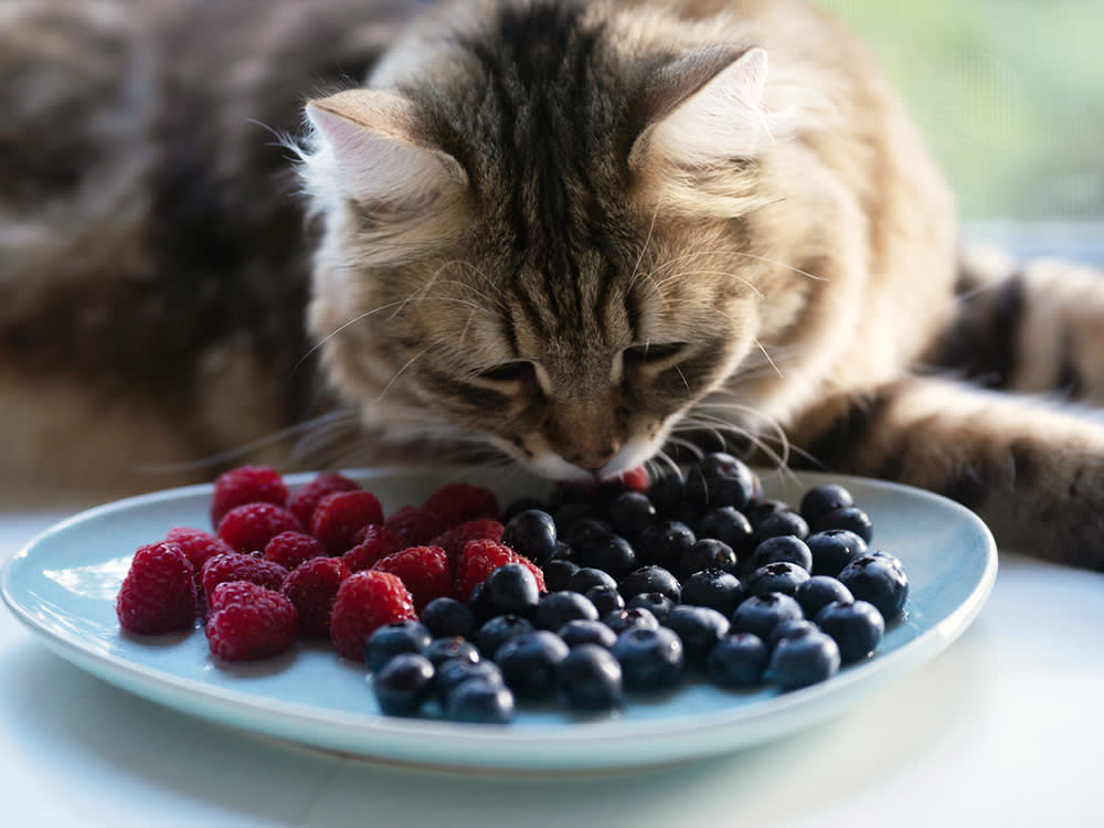 Cat eating from a plate of raspberries and blueberries