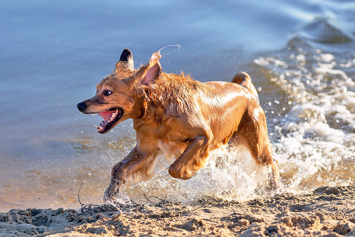 Dog running by water