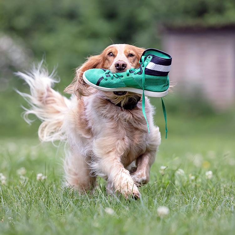 Funny dog running outside with a shoe in its mouth.