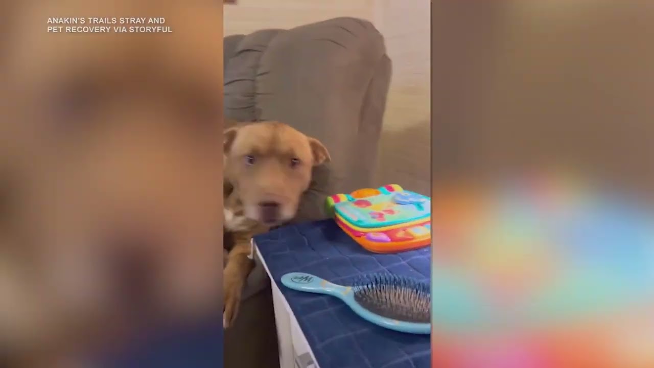 Lost Dog Recognizes Owner After Surviving in Wilderness for 5 Months