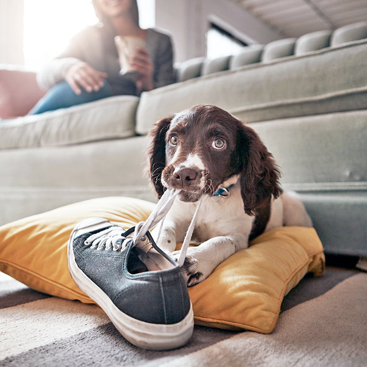 Dog chewing a shoe at home.